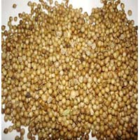 Manufacturers Exporters and Wholesale Suppliers of Coriander Seeds MORBI 